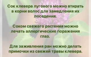 Клевер (лат. trifolium)